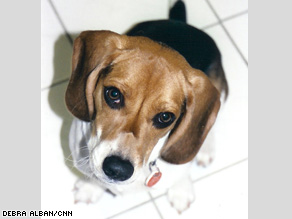 beagle eyes