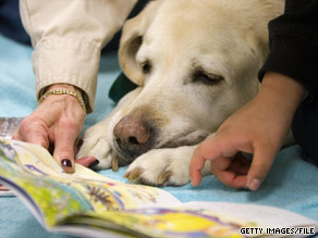 Breeds like hounds rank near the bottom of surveys on dog intelligence.