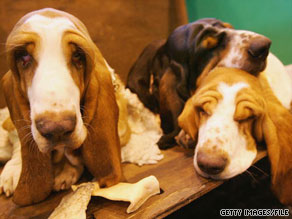 Breeds like hounds rank near the bottom of surveys on dog intelligence.