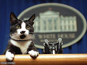 Socks was adopted by Chelsea Clinton when her father was governor of Arkansas.