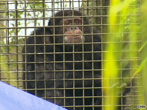 Bubbles, Michael Jackson's former chimp, is enjoying retirement at a Florida sanctuary.