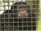 Jackson's chimp Bubbles enjoys life out of public eye