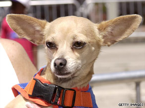 Uttering the words "Yo Quiero Taco Bell," Gidget's popularity soared in the fast food restaurant's ads.