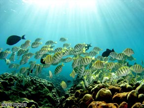 The new designated areas make up the largest area of ocean set aside for marine conservation in the world.