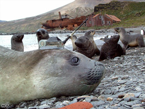 An elephant seal with a custom-designed electronic tag. The tags fell off when the animals molted.
