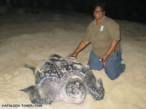 Baptiste's efforts in saving leatherbacks have contributed to her community's thriving eco-tourism industry.