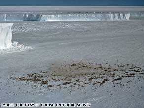 penguins