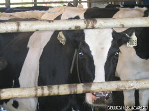 dairy farm, cows