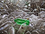 Plastic�boat to cross ocean