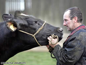 Herdsman Paul Nelson of Eachwick Red House Farm, Newcastle, England, with Highlight the cow.