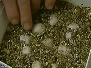 Henry and his lizard mate Mildred's eggs were kept carefully stored.