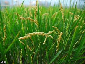 Pamela Ronald and her colleagues introduced a gene that allows rice to survive underwater for 17 days.