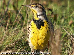 The Western meadowlark is an endangered bird species, according to a new report.