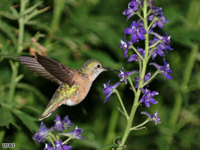 "Citizen scientists" jot notes about birds, like this broad-tailed hummingbird, to add to a national database.