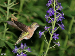 90 years of birdwatchers' notes going online