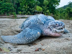 Leatherback tortoises can grow to weigh more than 2,000 pounds.