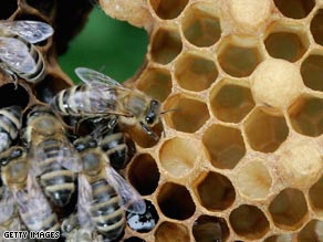 Bee populations have recently seen sharp declines across the United States, Canada, and Europe.