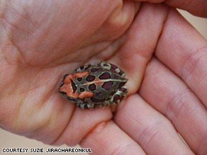 South African Toads