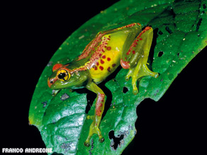 Madagascar is one of the world's biodiversity hotpots.