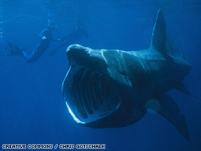 Despite growing to over 10 meters in length, basking sharks have often eluded close scientific study.