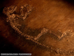 The fossil is believed to be an ancestor of monkeys, humans and other primates.