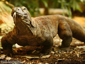 Researchers say the Komodo dragon has venom that keeps blood from clotting around its prey's wounds.