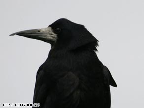 Smarter than the average bird brain: Rooks use tools to get food, a study has found.