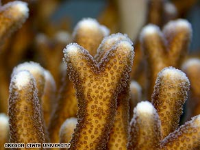 Corals' communication system with algae is affected by changes in sea acidification.