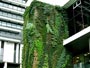 'Vegitecture'�grows
