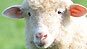 Shrinking sheep?