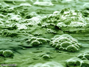 Algae as biomass for biofuel are become more attractive to investors and developers.
