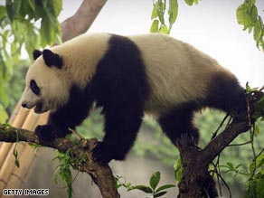 giant panda habitat