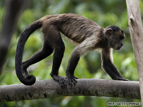 This capuchin monkey lives in the Amazon rain forest of northern Brazil.