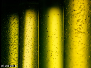 Making green from green: Biofuel from algae has been given a boost in investment in recent years.