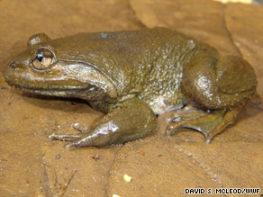 The khorat big-mouthed frog is known for lying in wait for prey in streams.