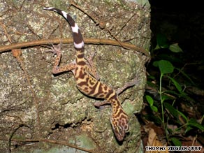 The Cat Ba leopard gecko is found exclusively in Cat Ba Island National Park in northern Vietnam.