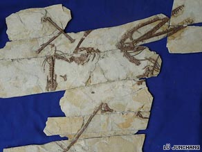 This image shows the fossilized skeleton of Darwinopterus which was found in north-east China earlier this year.