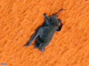 The free tail bat was last seen clinging to the space shuttle Discovery's external fuel tank just before launch.