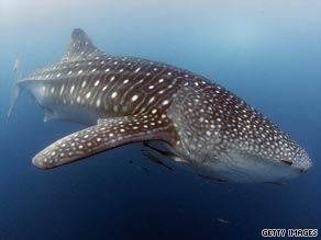 A NASA-inspired tracking system is helping monitor endangered whale sharks.