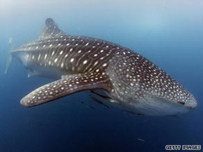 endangered whale  shark