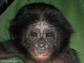 Bili the bonobo is to be fostered by an ape at Frankfurt Zoo.