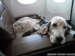 Pet Airlines, a pet-only airline flying to five cities across the U.S., is scheduled to launch this month.
