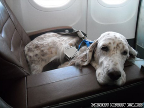 Midwest Airlines allows some of its canine customers to be seated in the cabin.