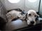 Barking good flights