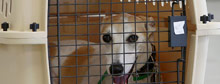 Tips for road tripping with Fido