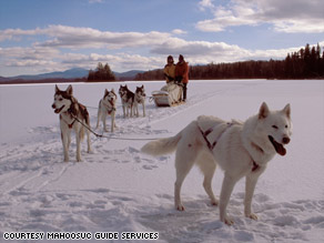 how far can sled dogs travel in a day