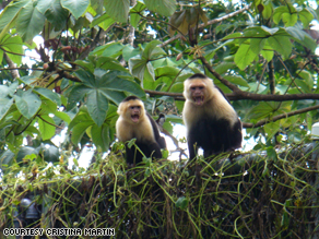 The country boasts a rich assortment of wildlife, including these white-faced monkeys.