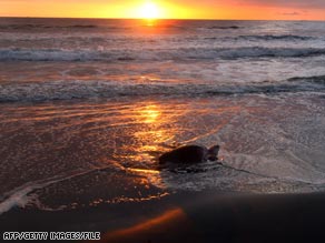 Visitors to Costa Rica can volunteer with organizations that protect endangered sea turtles.