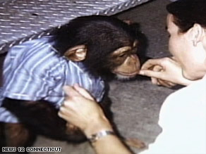 Travis, seen here as a younger chimp, was fatally shoy by police after attacking Nash, authorities say.