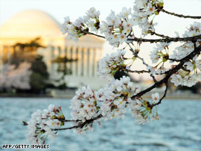 The annual two-week National Cherry Blossom Festival runs through April 12.
